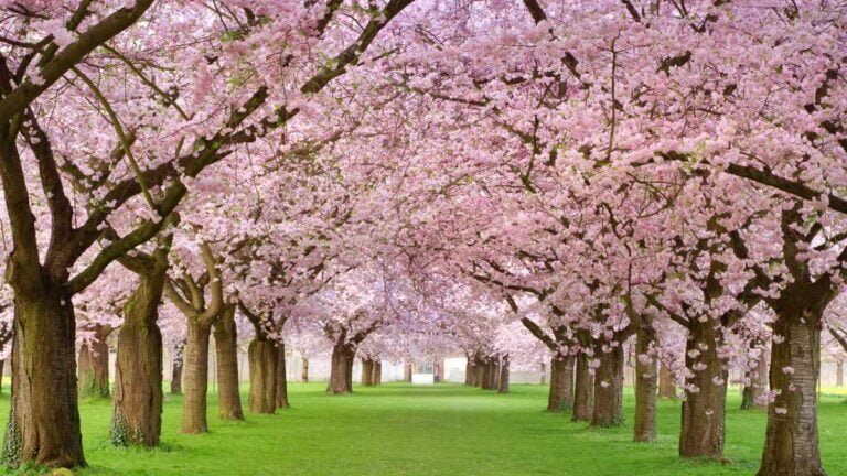 wow packages of Kashmir soil travels
