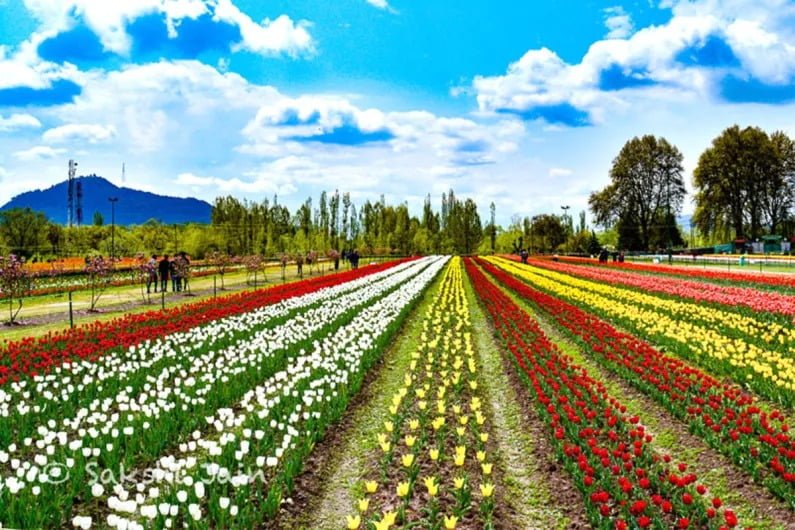 Asias-largest-tulip-garden-in-Kashmir-to-greet-anthophiles-from-March-19-cover