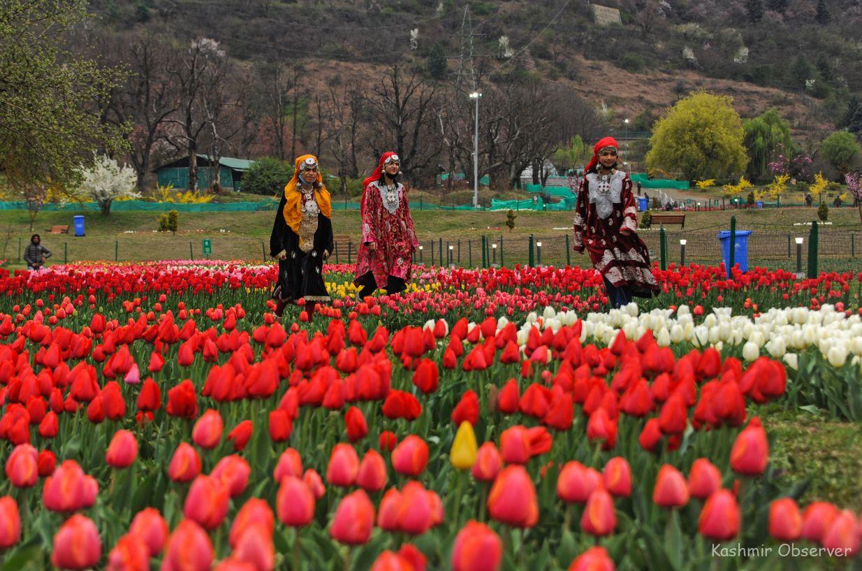 Tulip-Garden_-26