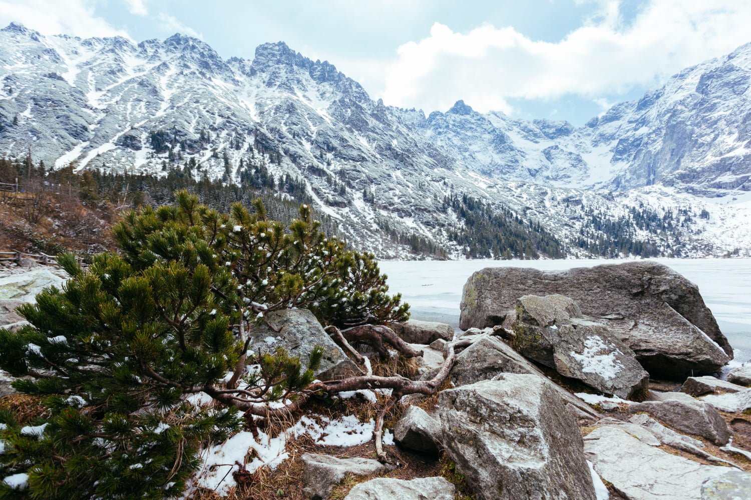 fallen-green-spruce-tree-near-lake-winter