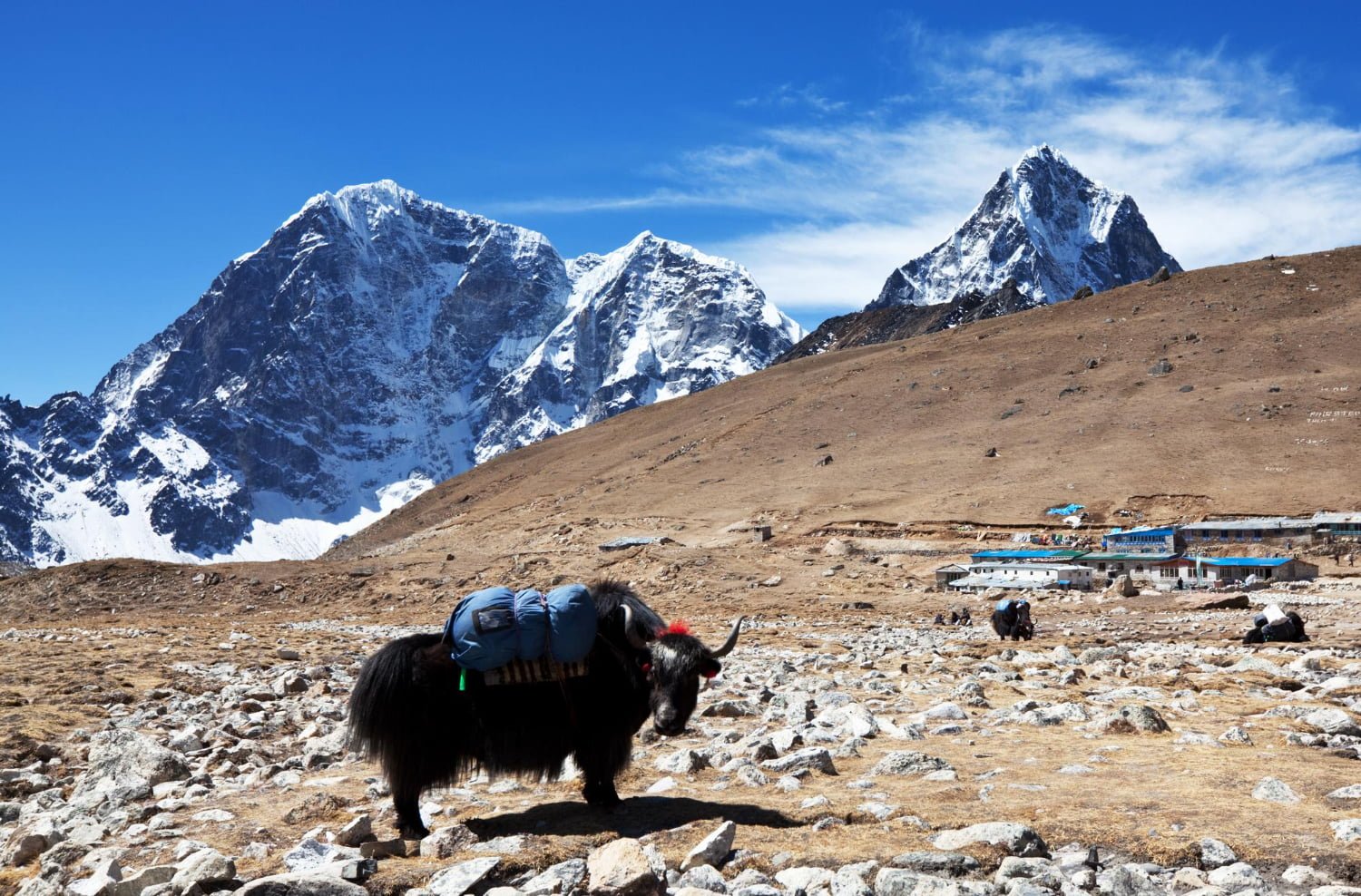 yak-nepal